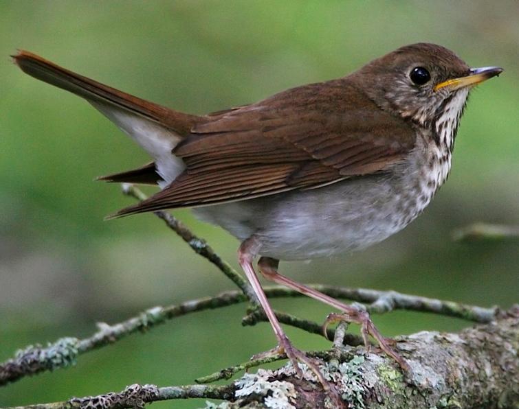 Image of Bicknell's Thrush