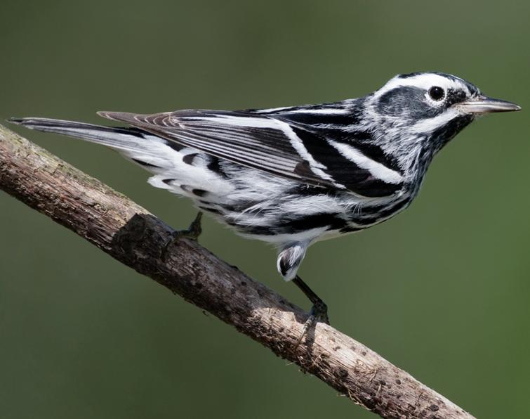 Image of Black-and-white Warbler