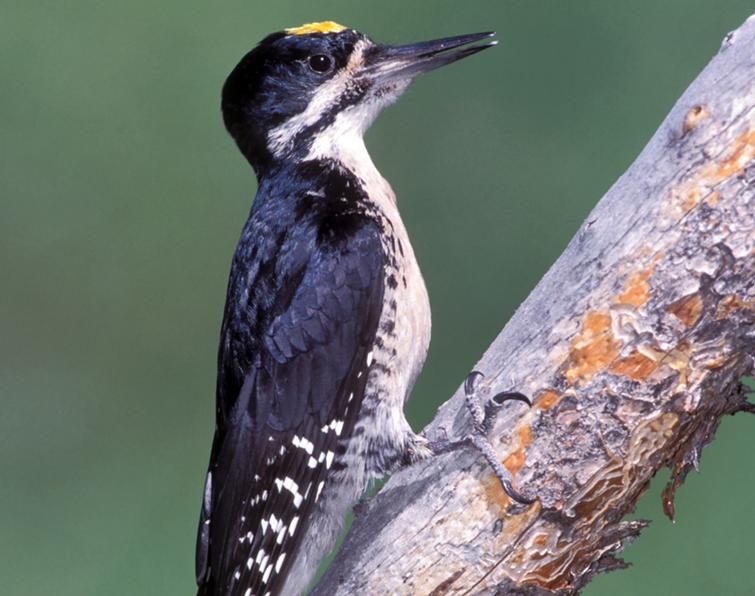 Image of Black-backed Woodpecker