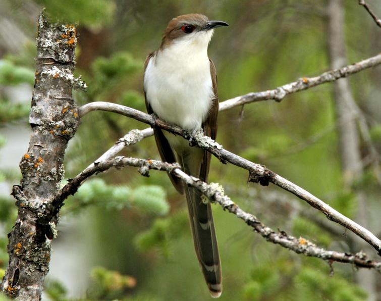 Image of Black-billed Cuckoo