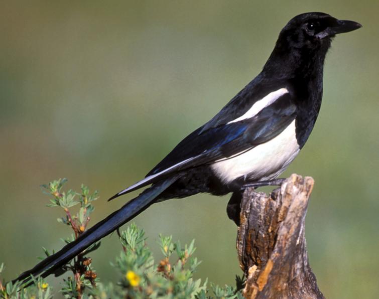 Image of Black-billed Magpie