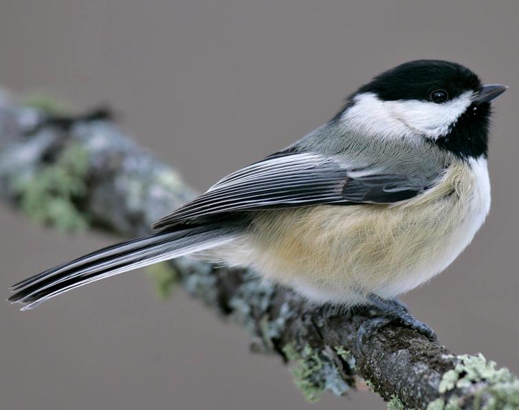 Image of Black-capped Chickadee