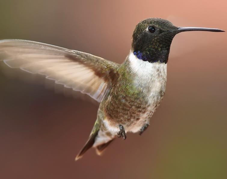 Image of Black-chinned Hummingbird