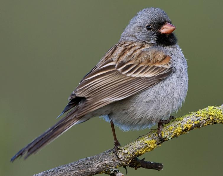 Image of Black-chinned Sparrow