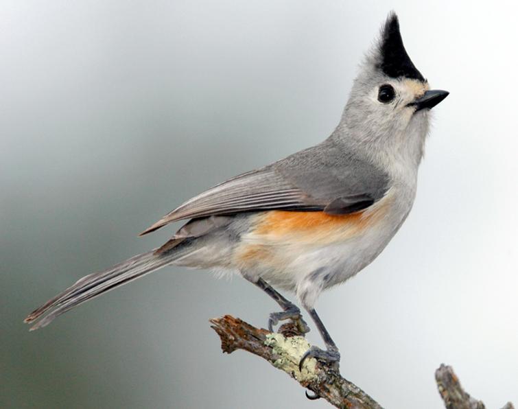 Image of Black-crested Titmouse