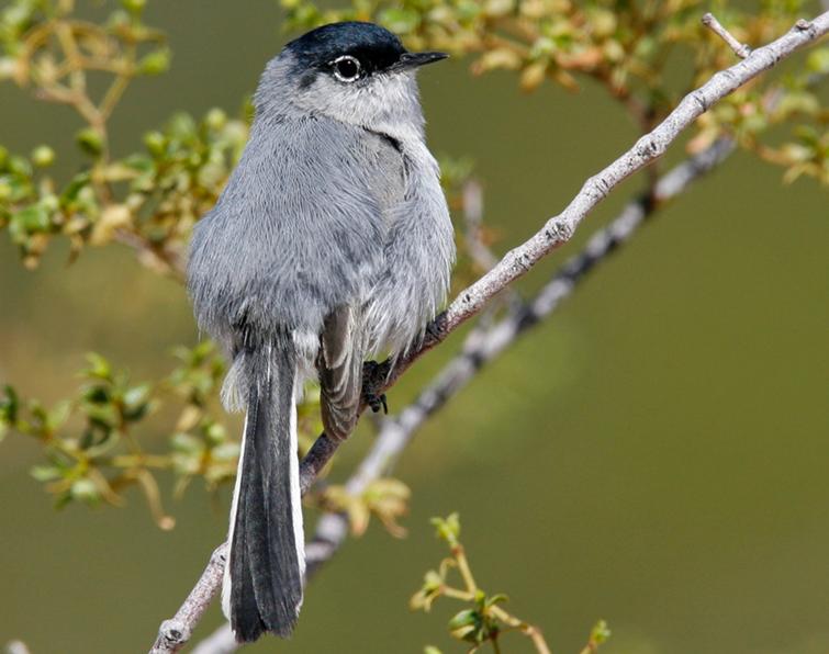 Image of Black-tailed Gnatcatcher