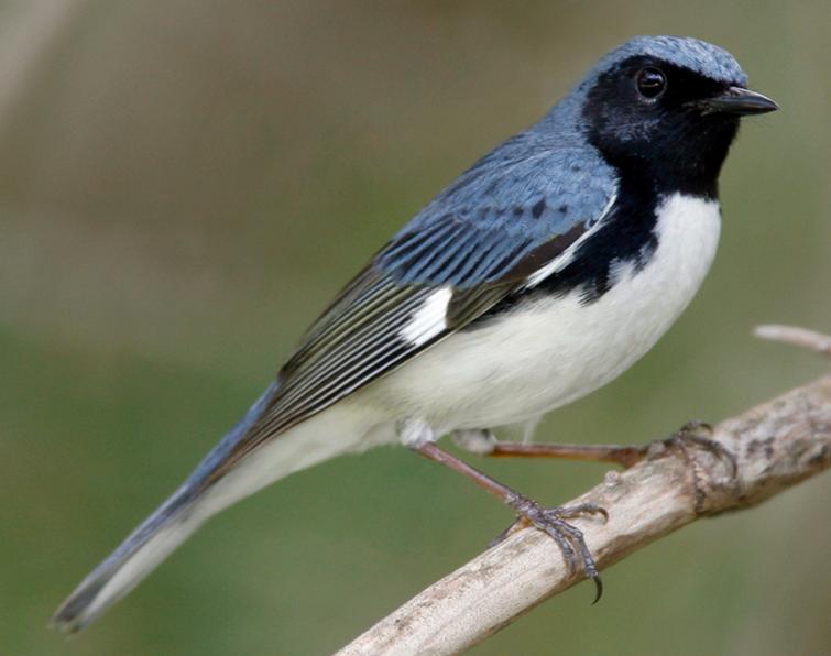 Image of Black-throated Blue Warbler