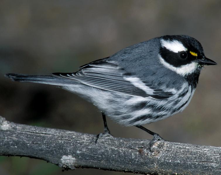 Image of Black-throated Gray Warbler