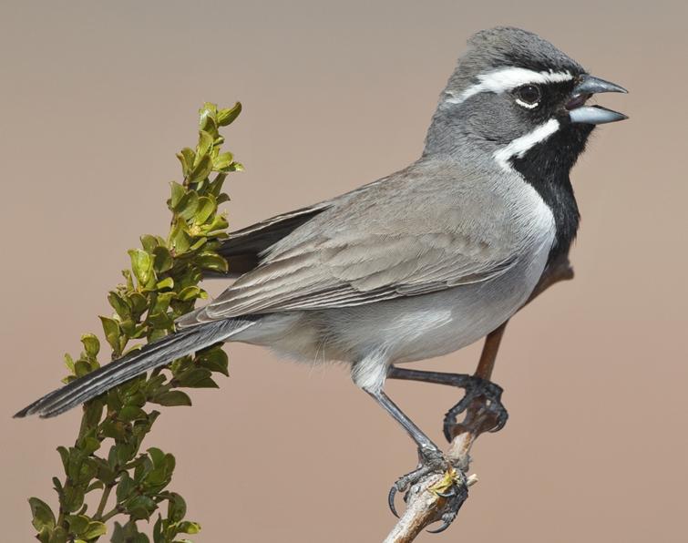 Image of Black-throated Sparrow