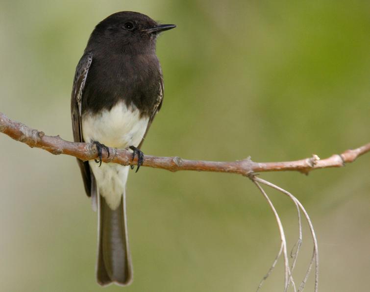 Image of Black Phoebe