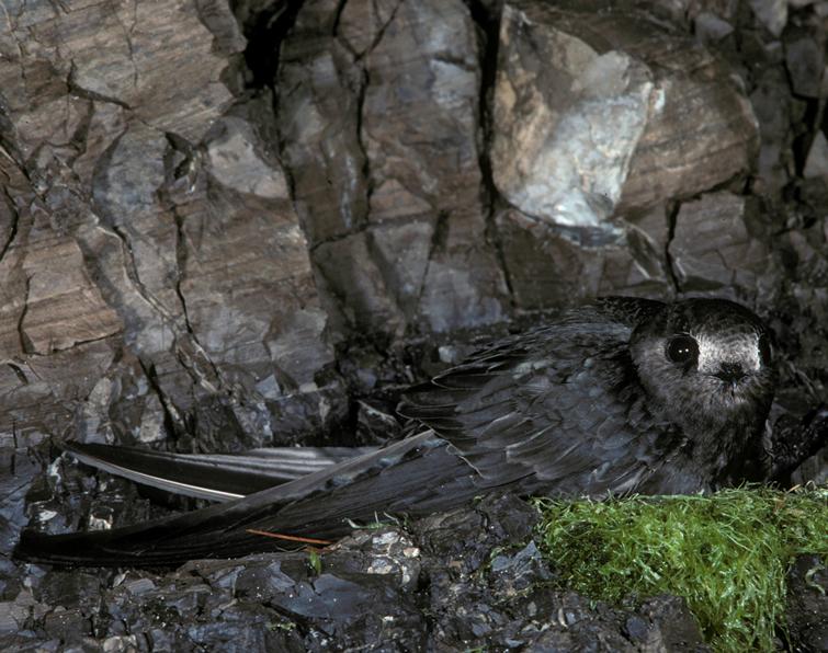 Image of Black Swift