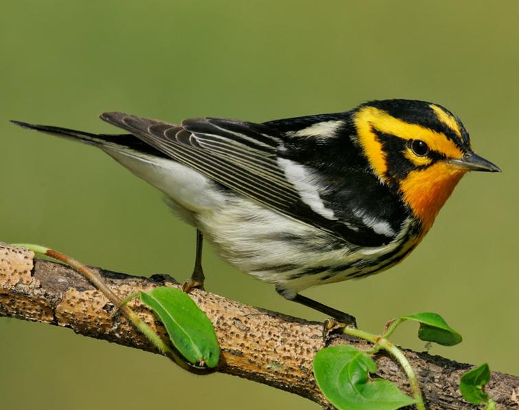 Image of Blackburnian Warbler