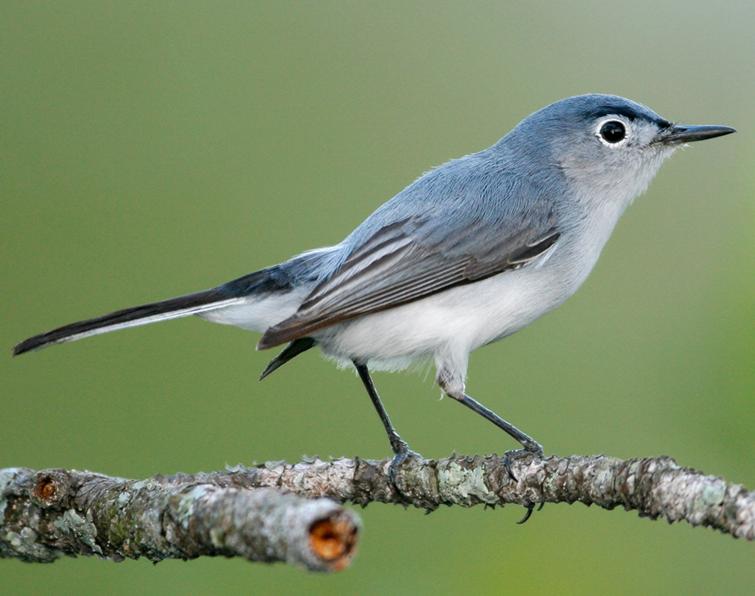 Blue-gray Gnatcatcher Songs and Calls - Larkwire