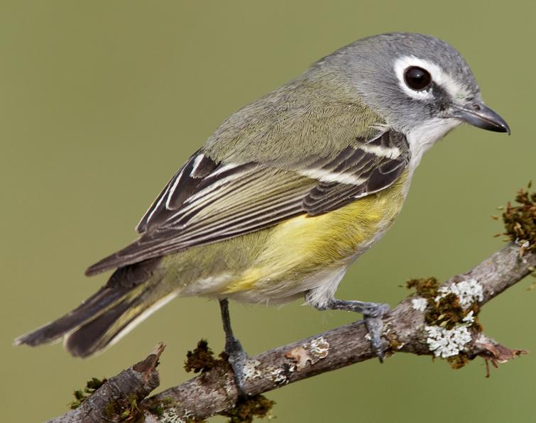 Image of Blue-headed Vireo