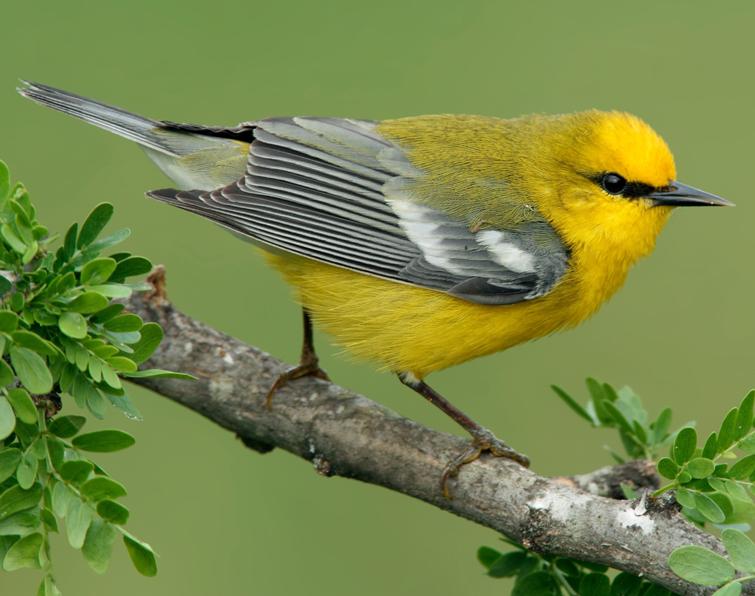 Image of Blue-winged Warbler