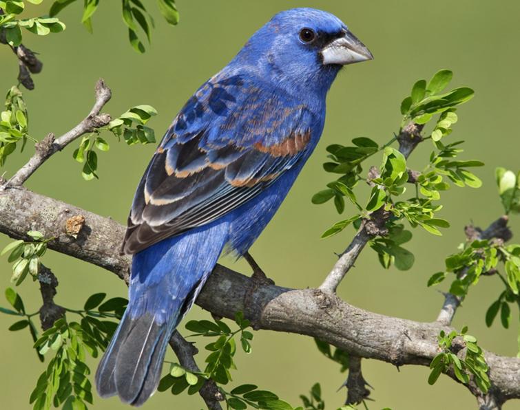 Image of Blue Grosbeak