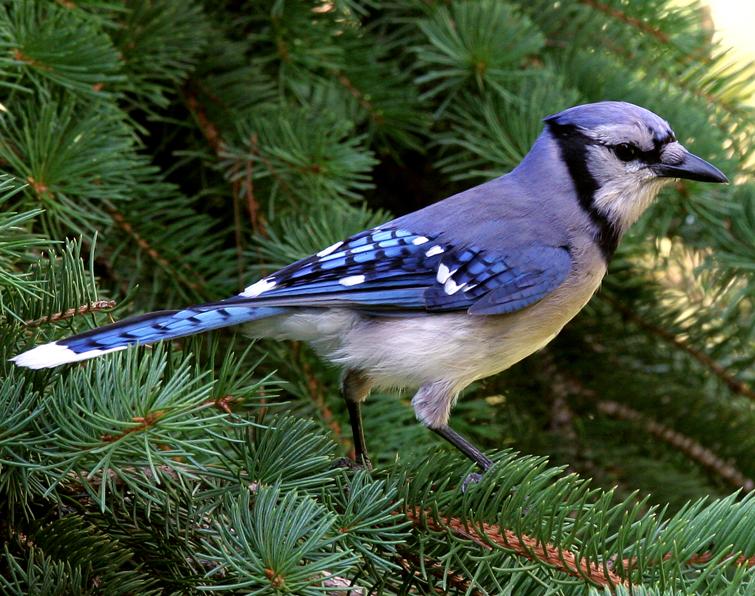 Image of Blue Jay