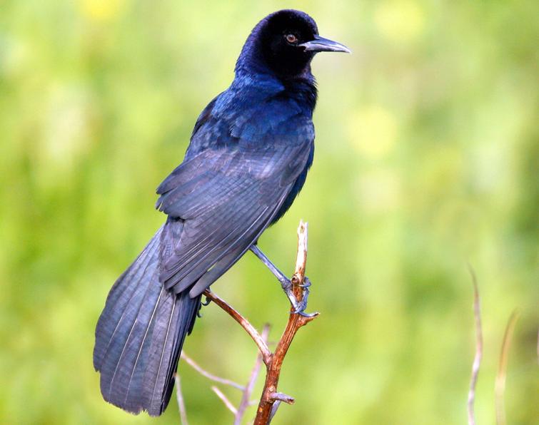 Image of Boat-tailed Grackle