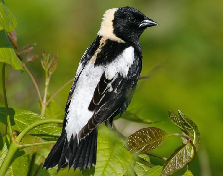 Image of Bobolink