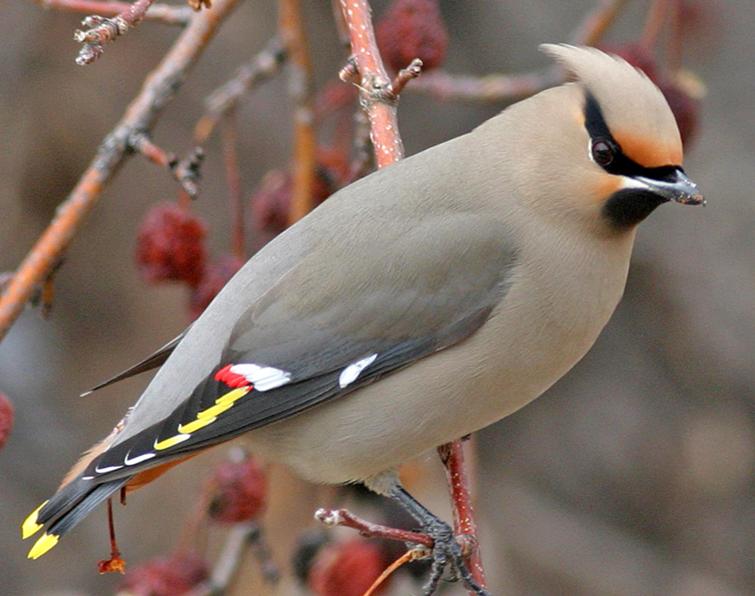 Image of Bohemian Waxwing