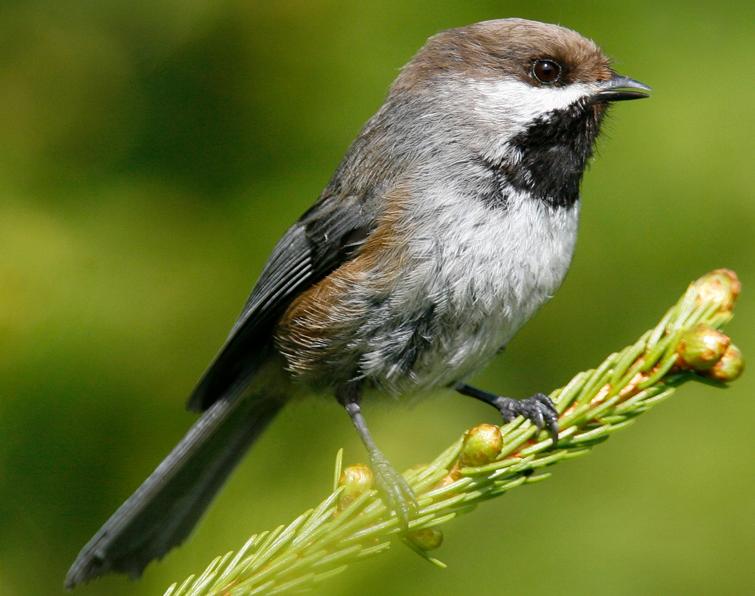 Image of Boreal Chickadee