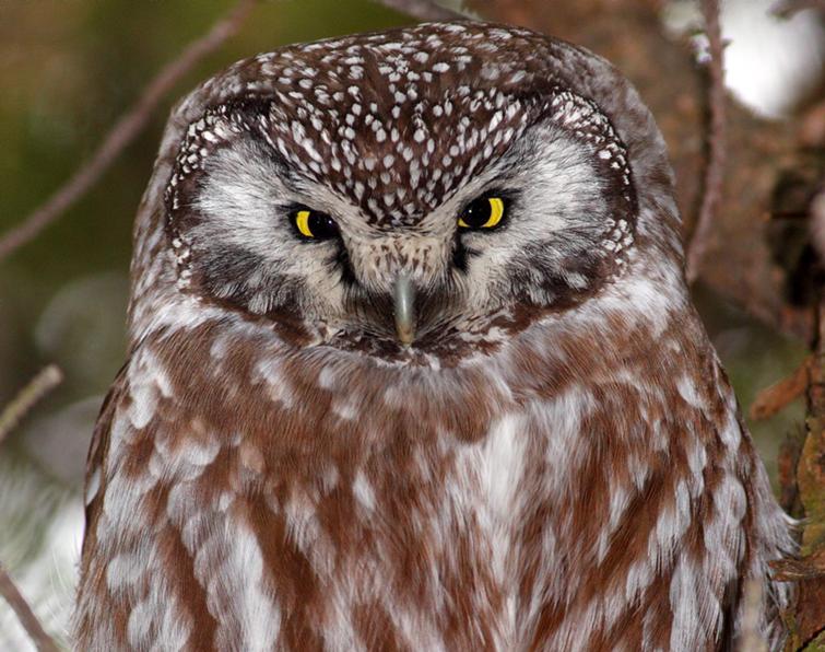 Image of Boreal Owl