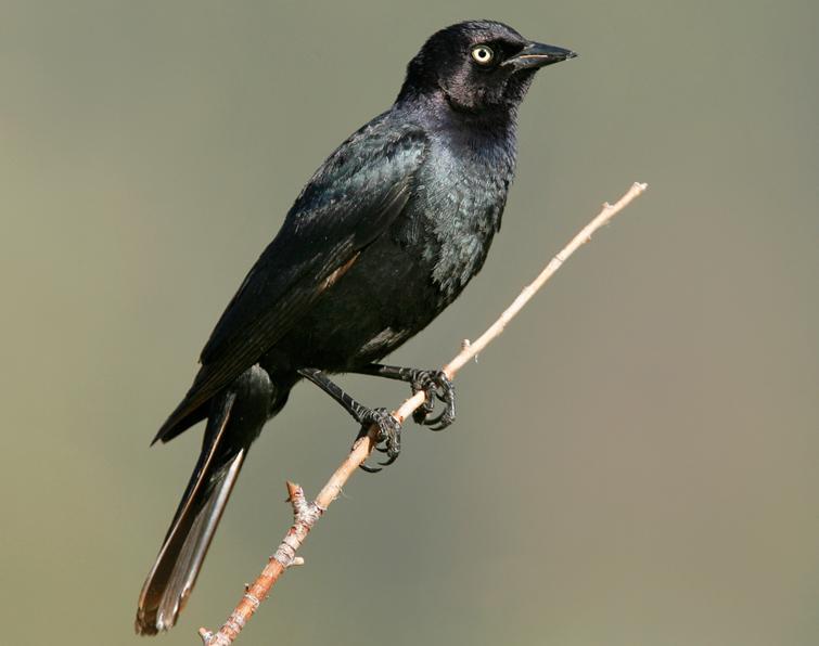 Image of Brewer's Blackbird