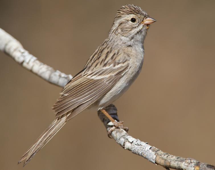 Image of Brewer's Sparrow