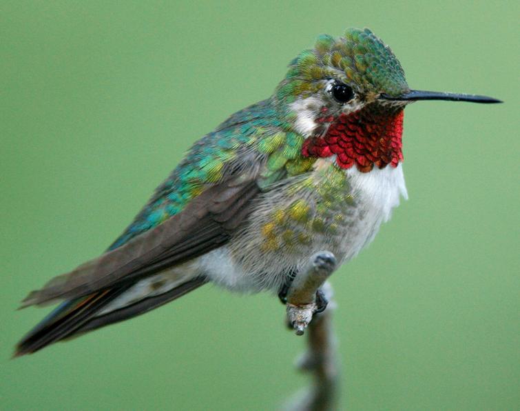 Image of Broad-tailed Hummingbird