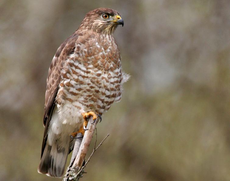 Image of Broad-winged Hawk