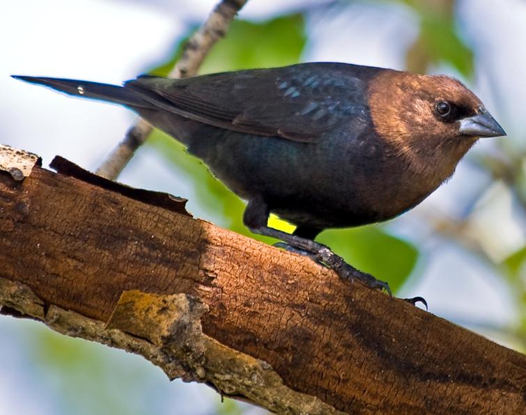 Image of Brown-headed Cowbird