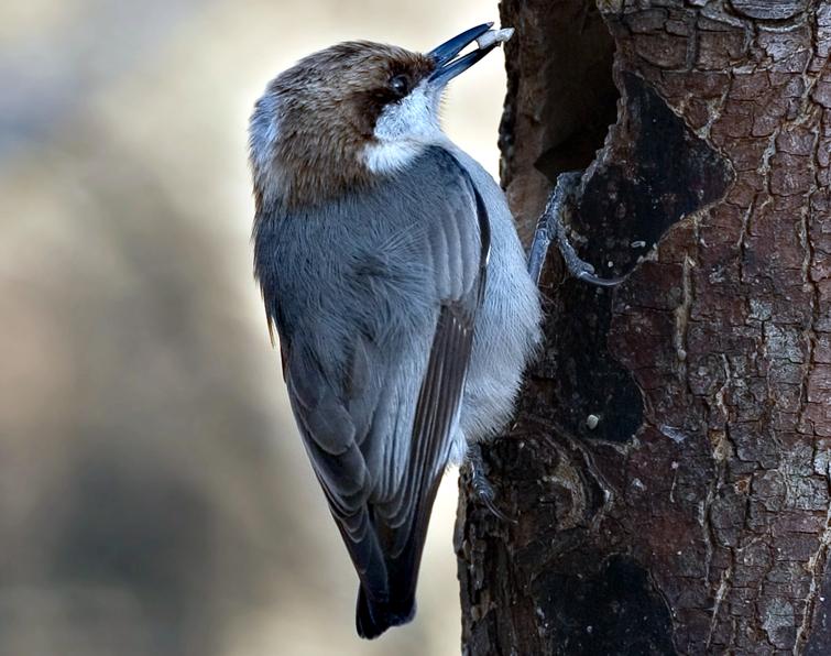 Image of Brown-headed Nuthatch