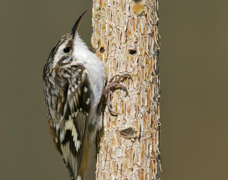 Image of Brown Creeper