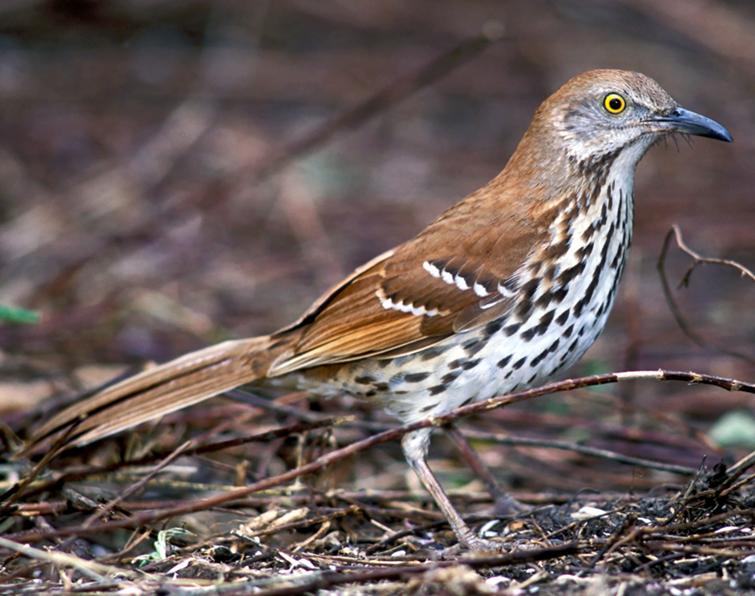 Image of Brown Thrasher