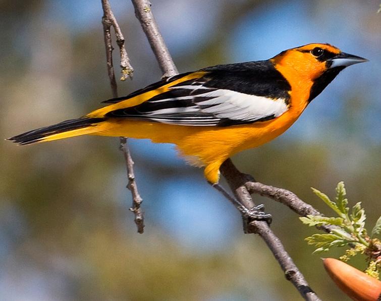 Image of Bullock's Oriole