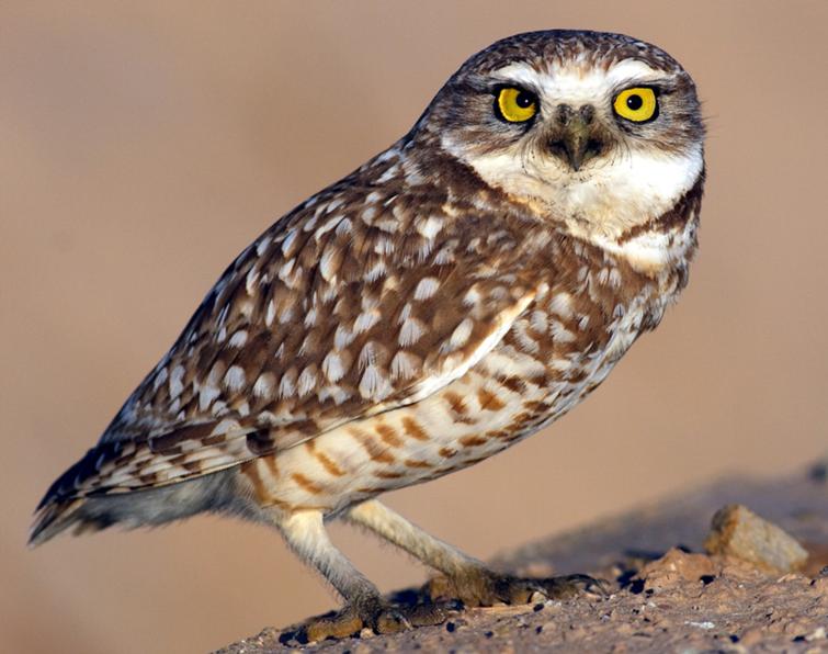 Image of Burrowing Owl