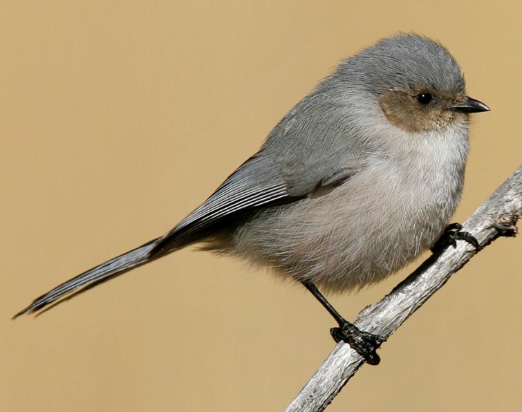 Image of Bushtit