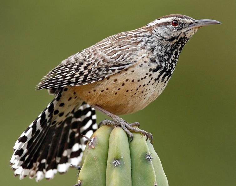 Image of Cactus Wren