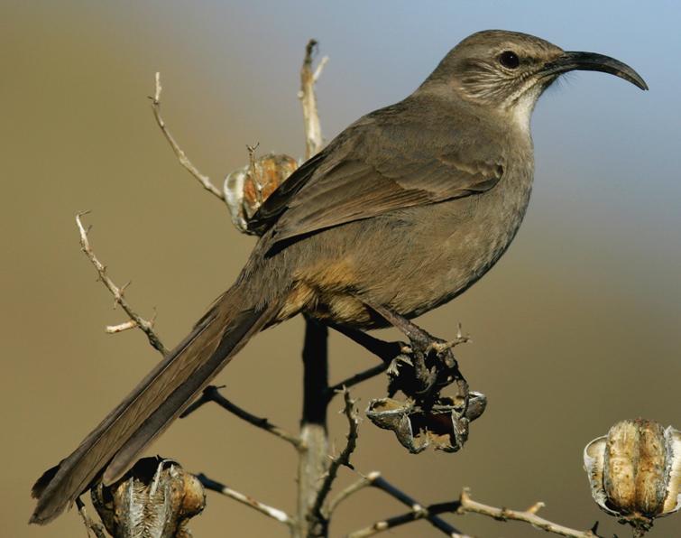 Image of California Thrasher