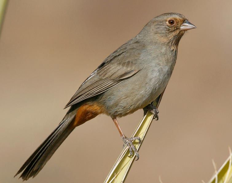 Image of California Towhee