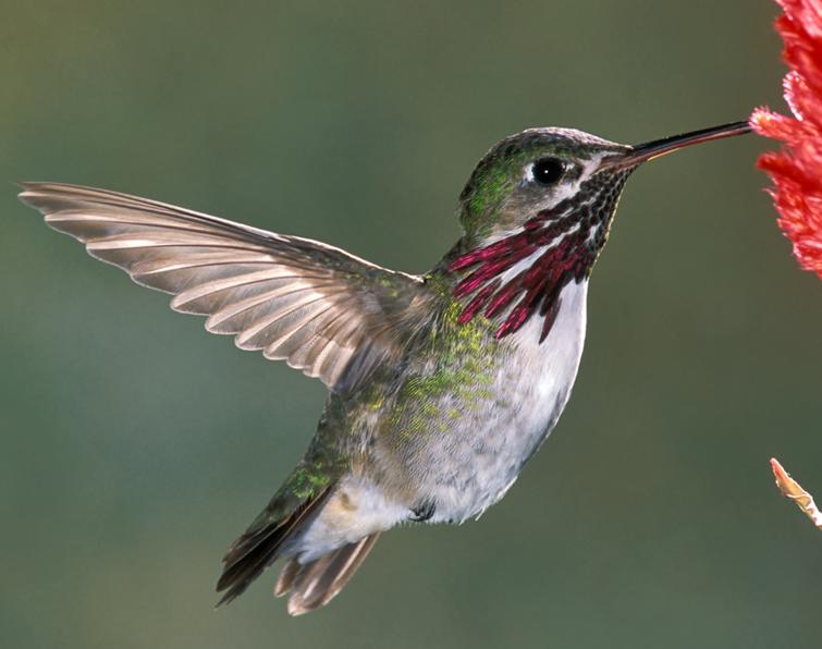 Image of Calliope Hummingbird