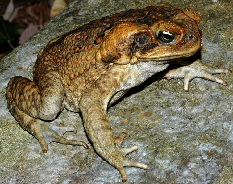 Image of Cane Toad