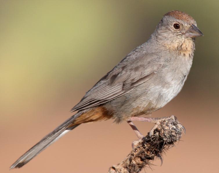 Image of Canyon Towhee