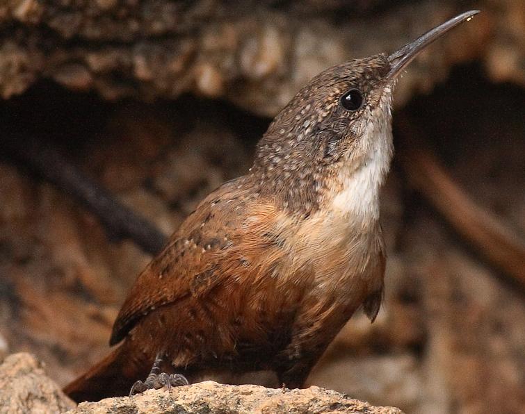 Image of Canyon Wren