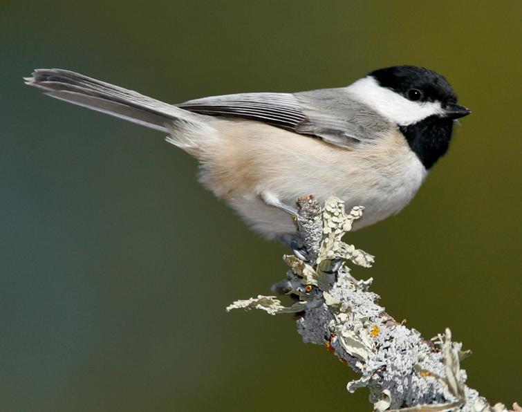 Image of Carolina Chickadee