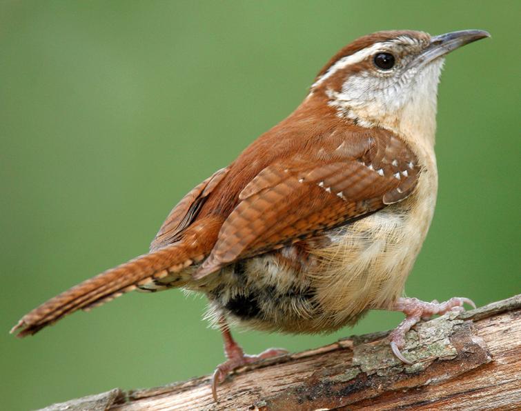 Image of Carolina Wren