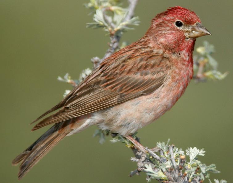 Image of Cassin's Finch