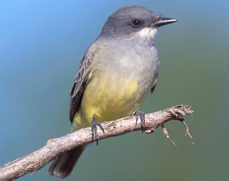 Image of Cassin's Kingbird