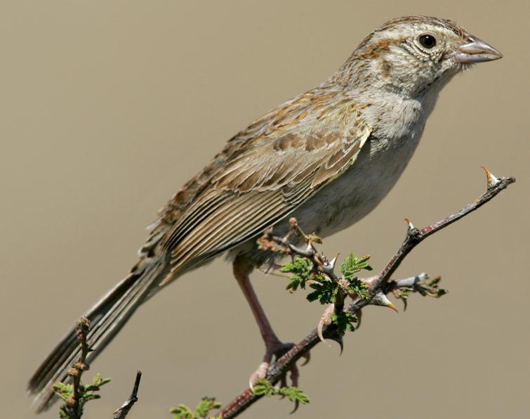 Image of Cassin's Sparrow