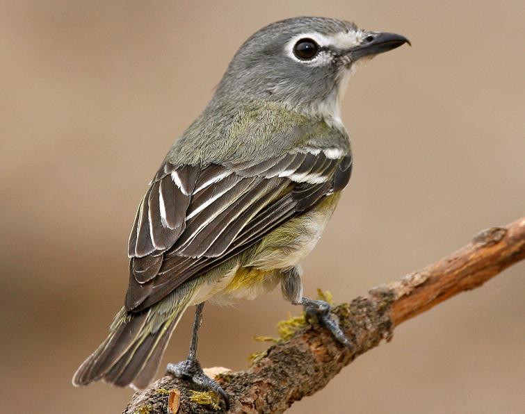 Image of Cassin's Vireo